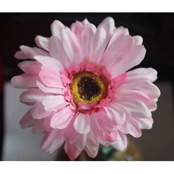 Gerbera růžová X5786-05