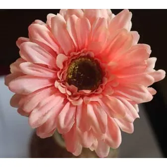 Gerbera meruňková oranžová X5786-33