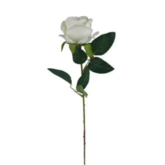 Růže bílá X5791-01