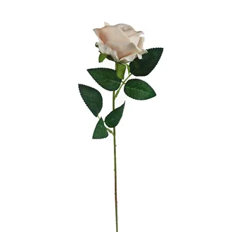 Růže krémová X5791-26