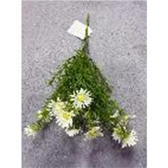 Divoká kopretina X8170-01