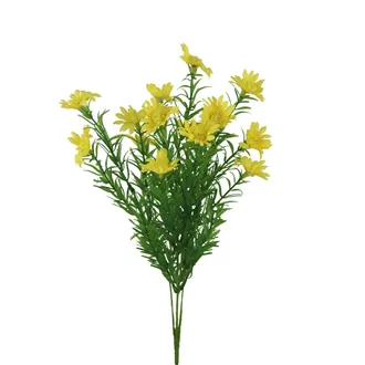 Divoká kopretina X8170-02