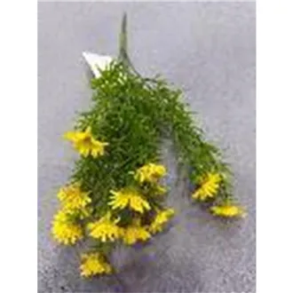 Divoká kopretina X8170-02