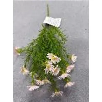 Divoká kopretina X8170-05